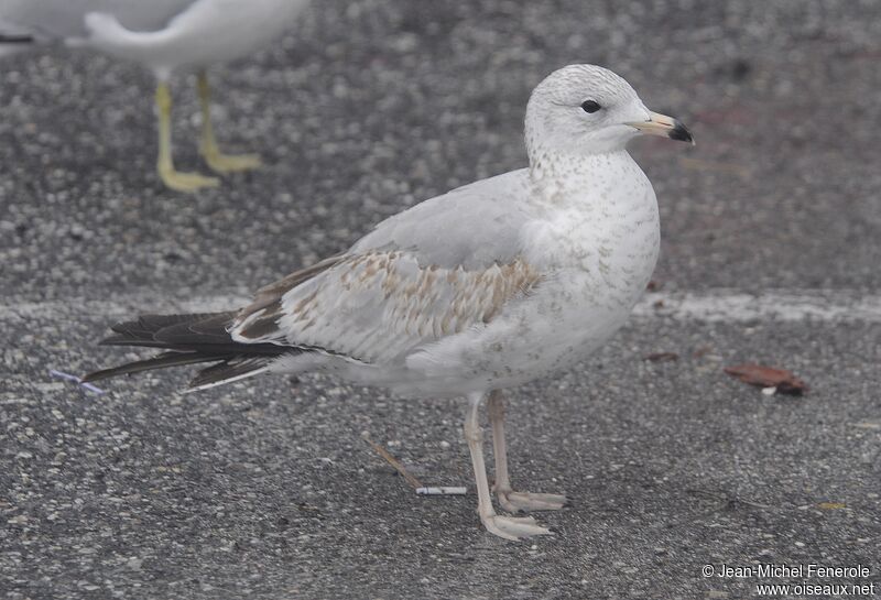 Ring-billed Gull