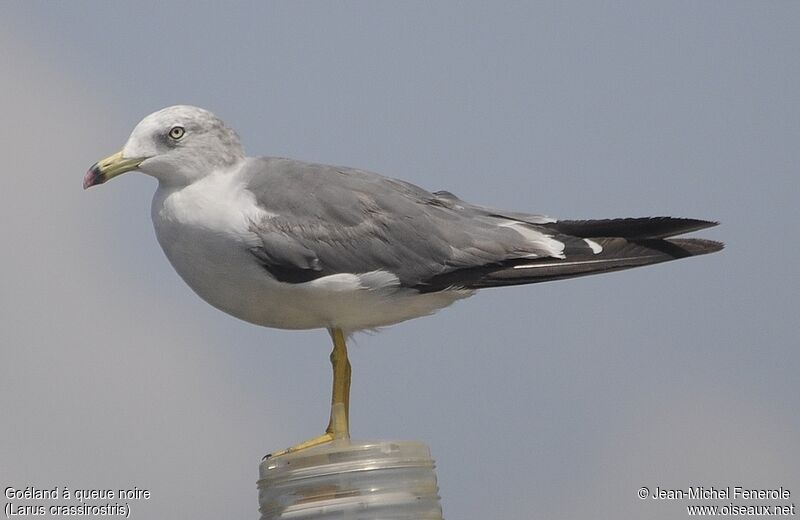 Black-tailed Gull