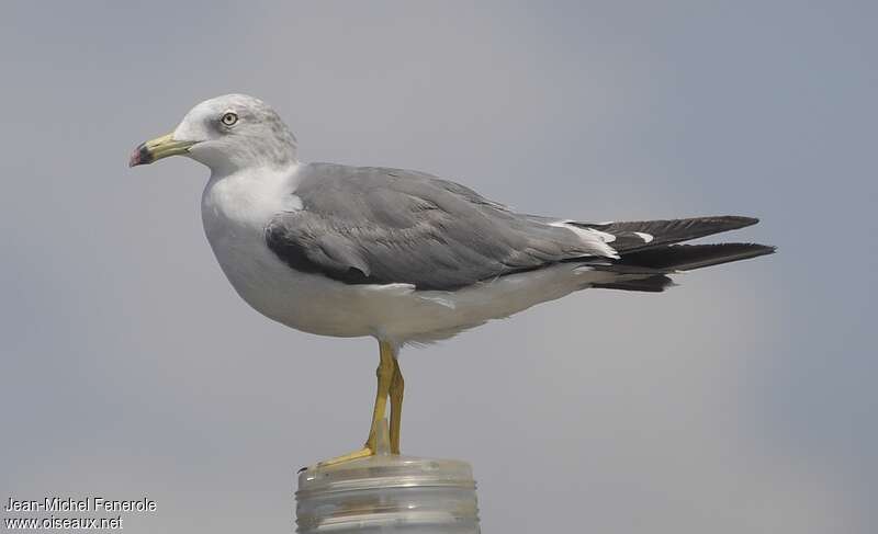 Black-tailed Gulladult post breeding, identification