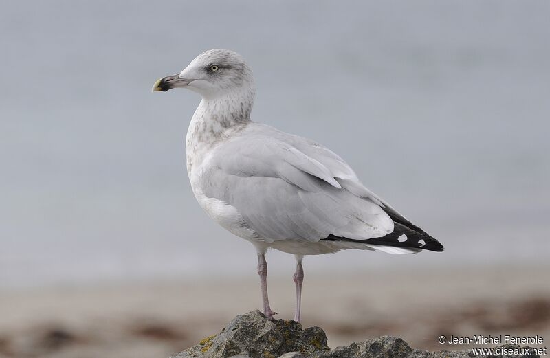 European Herring Gull