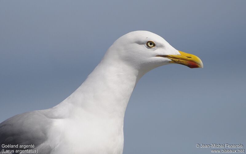 Goéland argenté