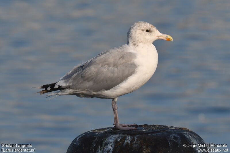 European Herring Gull