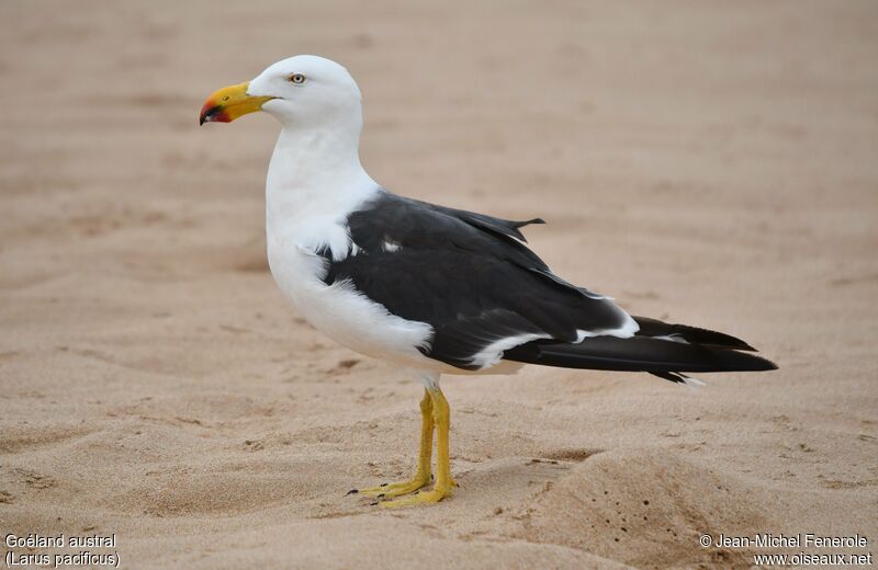 Pacific Gull