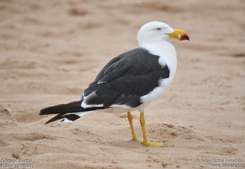 Pacific Gull