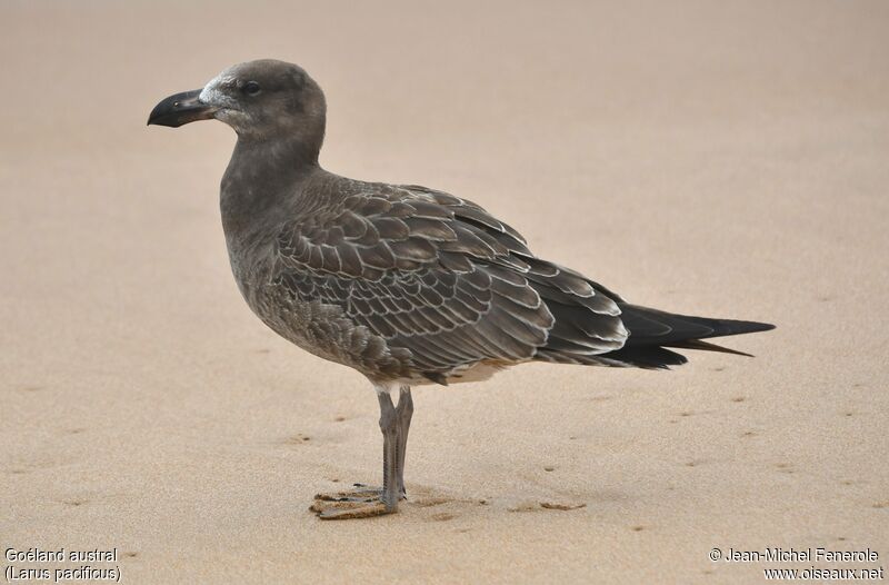 Pacific Gull