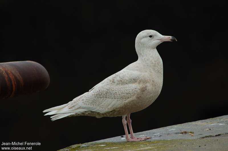 Glaucous GullSecond year, identification