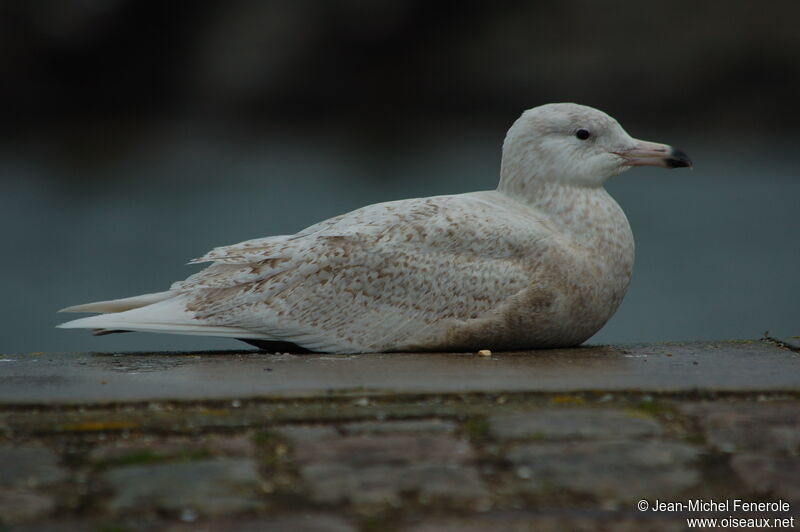 Glaucous Gull