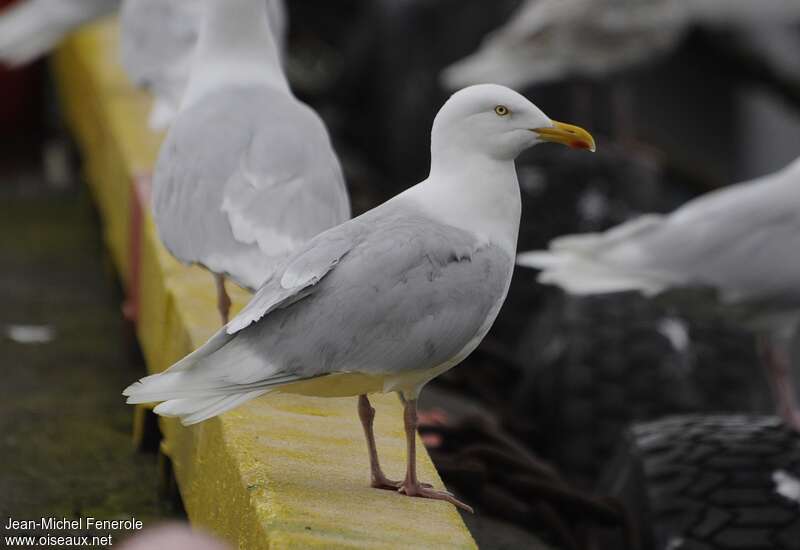 Glaucous Gulladult breeding, close-up portrait