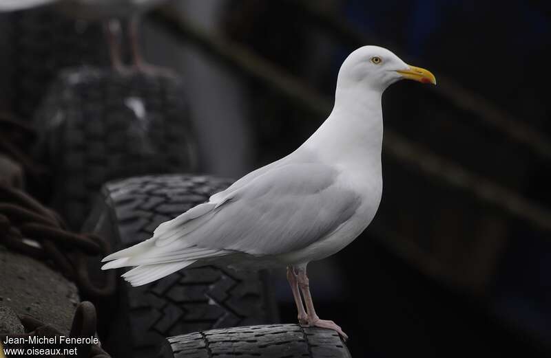 Goéland bourgmestreadulte nuptial, identification