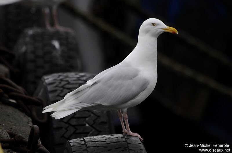 Glaucous Gulladult breeding, identification