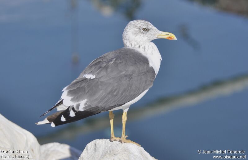 Lesser Black-backed Gull