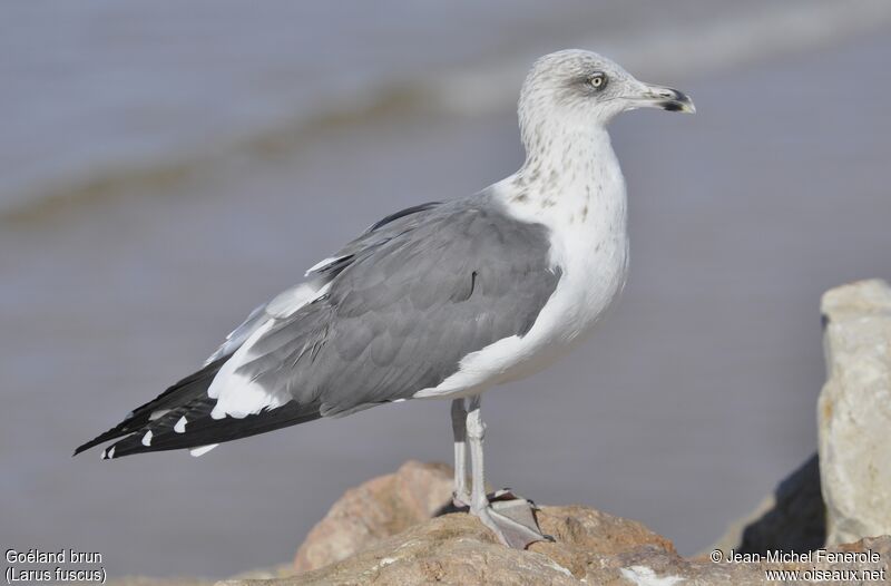 Lesser Black-backed Gull