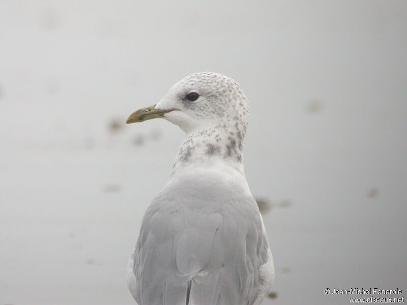 Common Gull