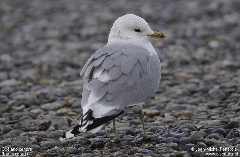 Common Gull