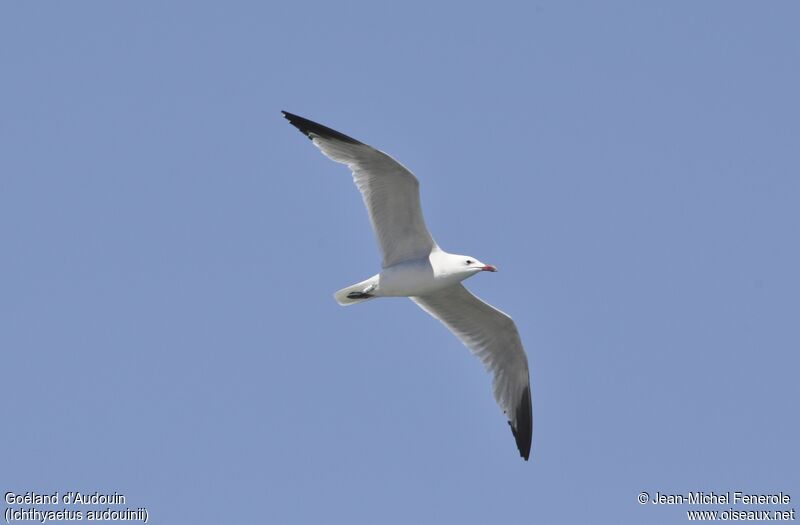 Audouin's Gull