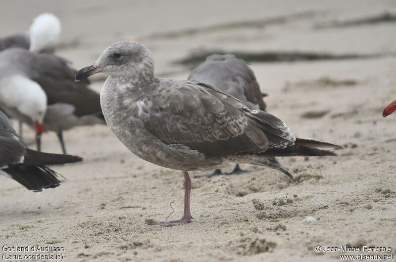 Western Gulljuvenile