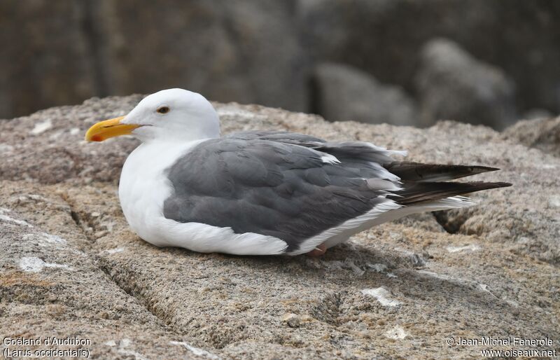 Western Gull