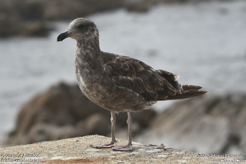 Goéland d'Audubon