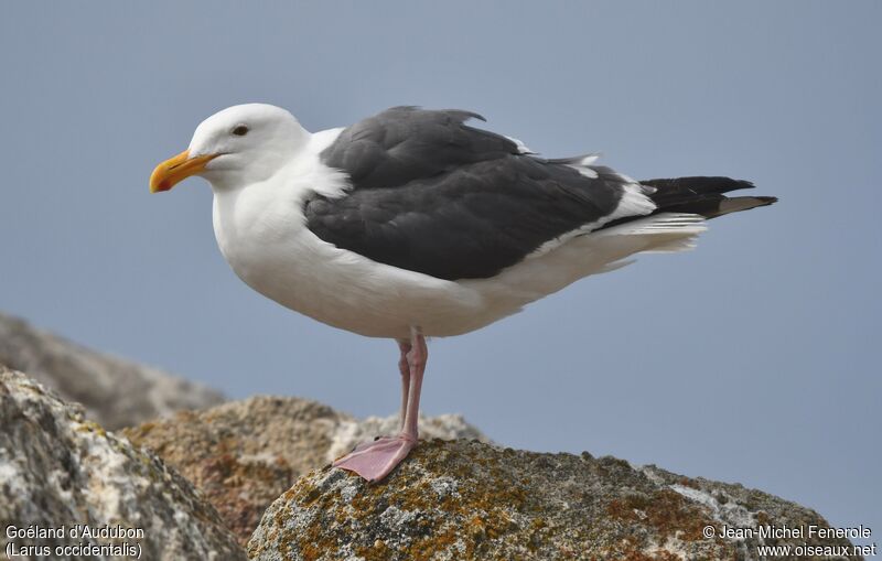 Goéland d'Audubon