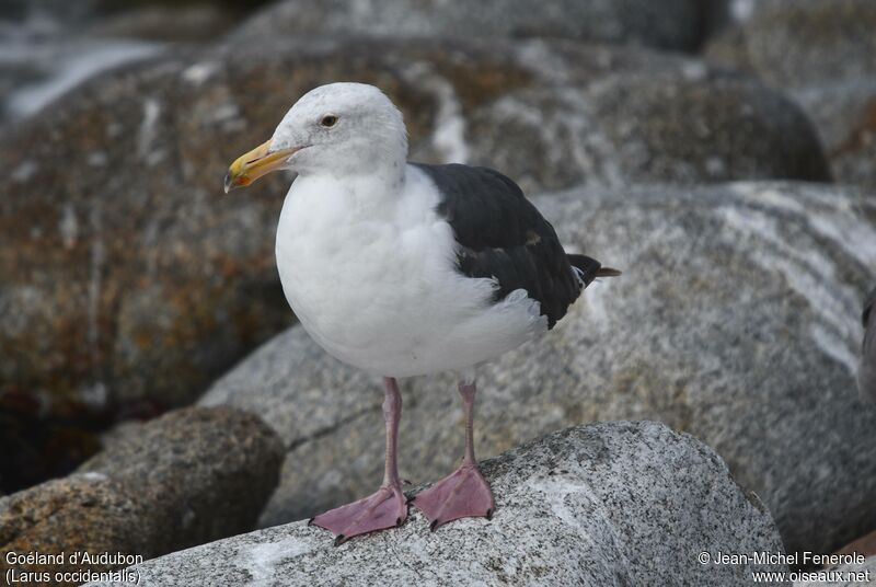 Goéland d'Audubon