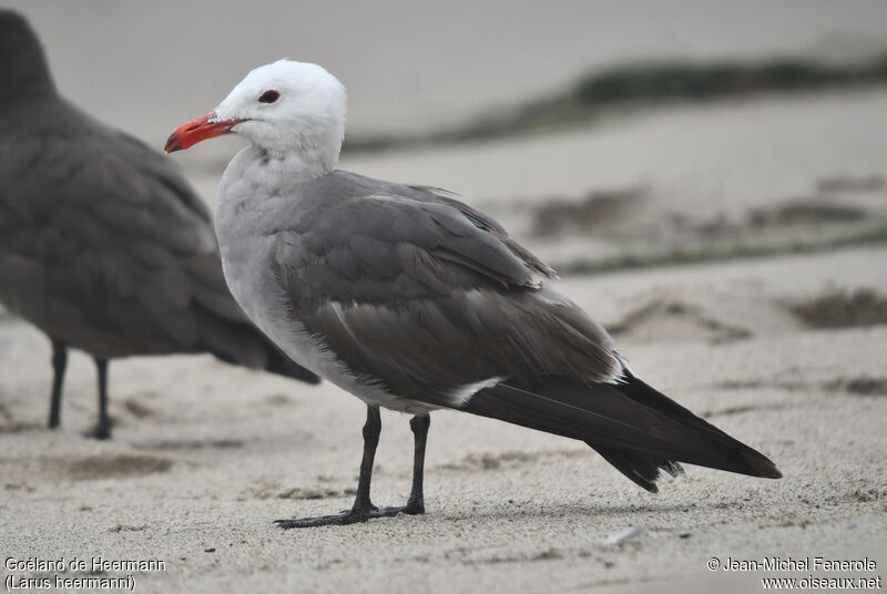 Heermann's Gull