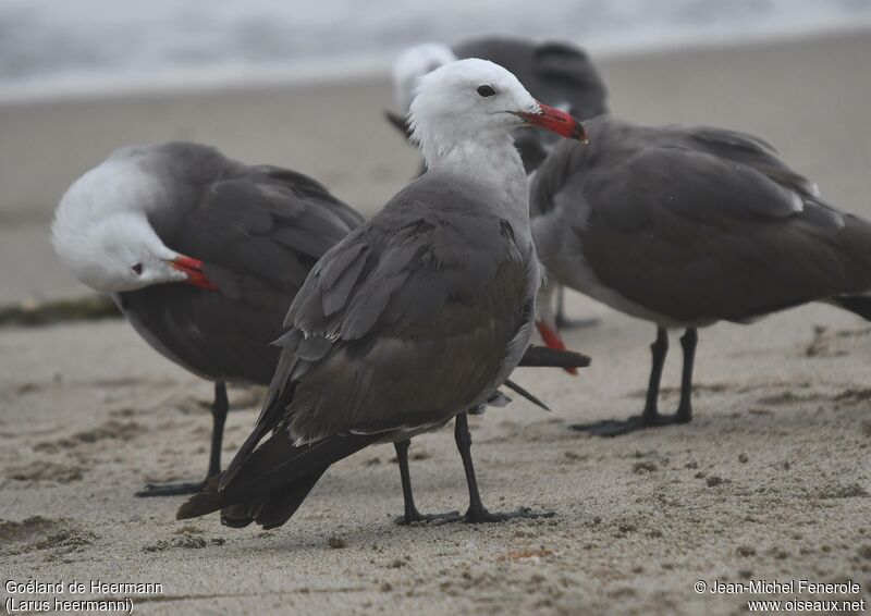 Heermann's Gull