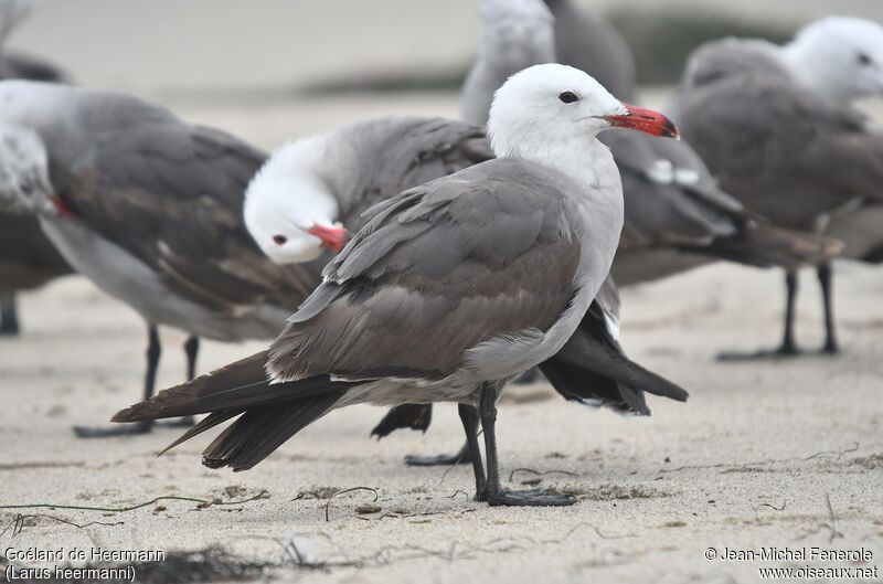 Heermann's Gull