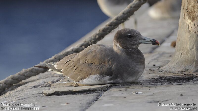 Sooty Gull