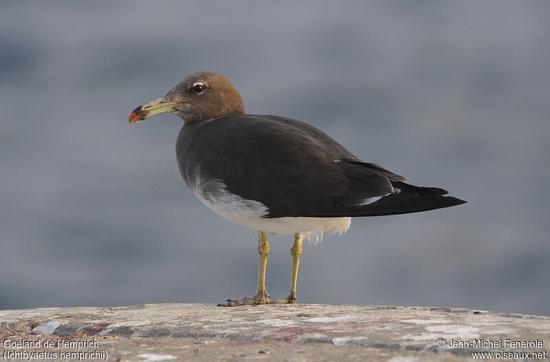 Sooty Gull