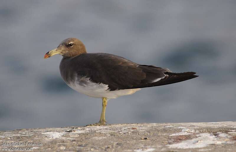 Goéland de Hemprichadulte, identification