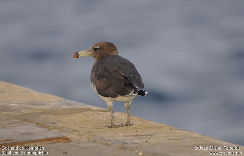 Sooty Gull