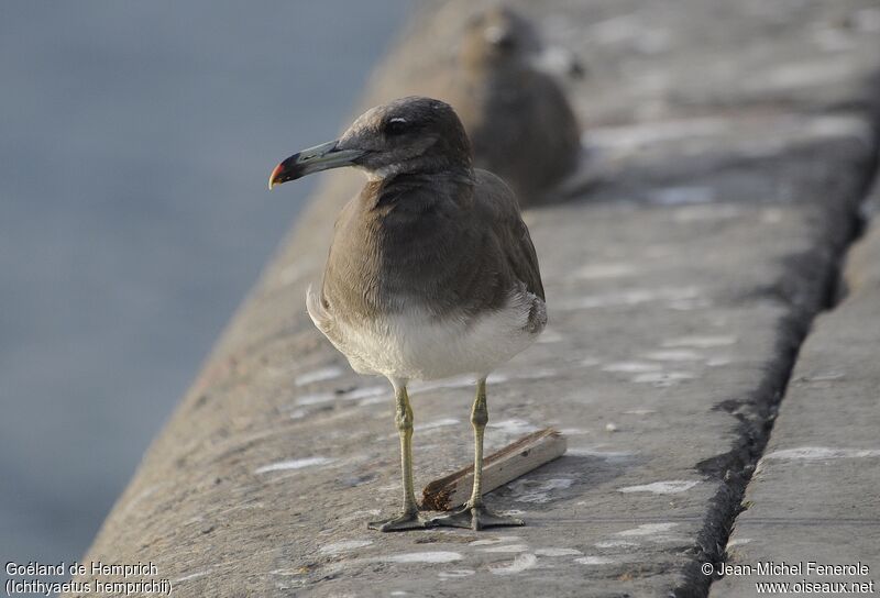 Sooty Gull