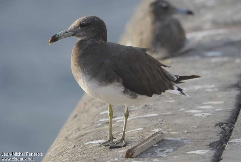 Sooty Gull, identification