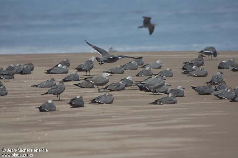 Grey Gull