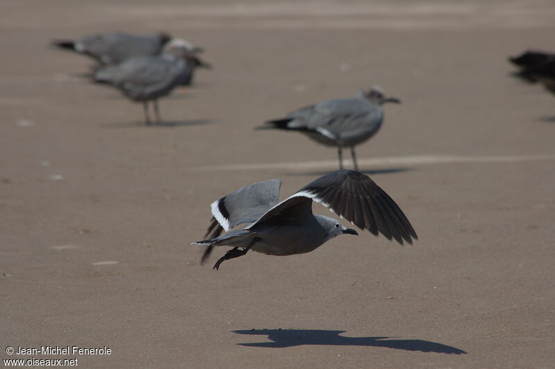 Grey Gull