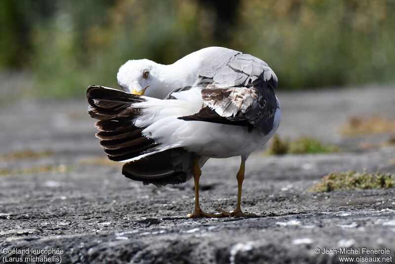 Yellow-legged GullThird  year