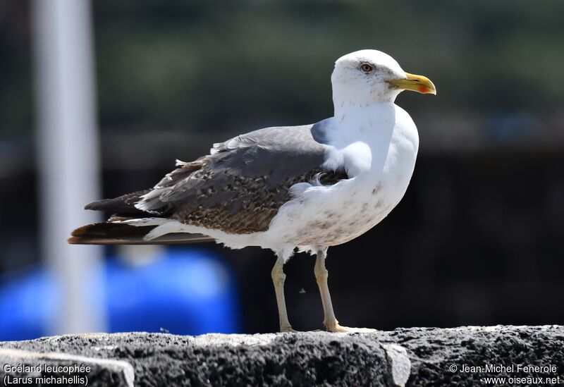 Yellow-legged GullThird  year