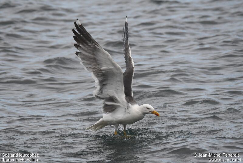 Yellow-legged Gull