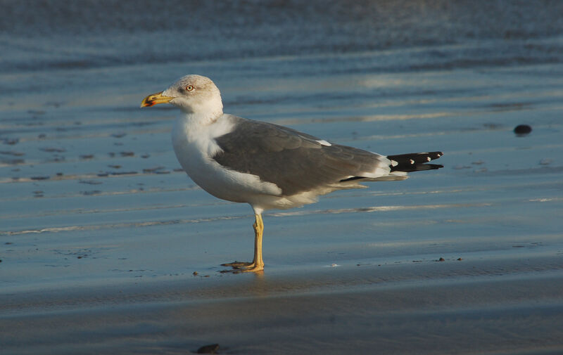 Yellow-legged Gull