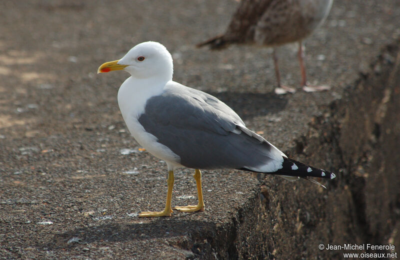 Yellow-legged Gull