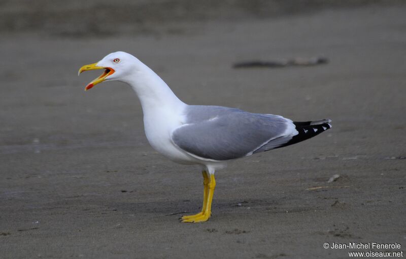 Yellow-legged Gull