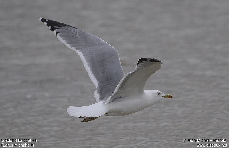 Yellow-legged Gull