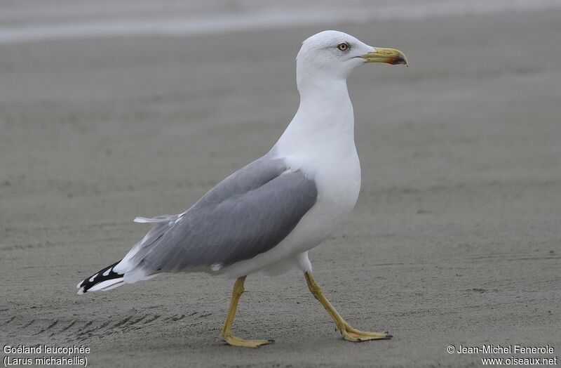 Yellow-legged Gull