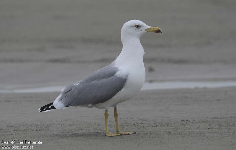 Yellow-legged GullFourth year post breeding, identification