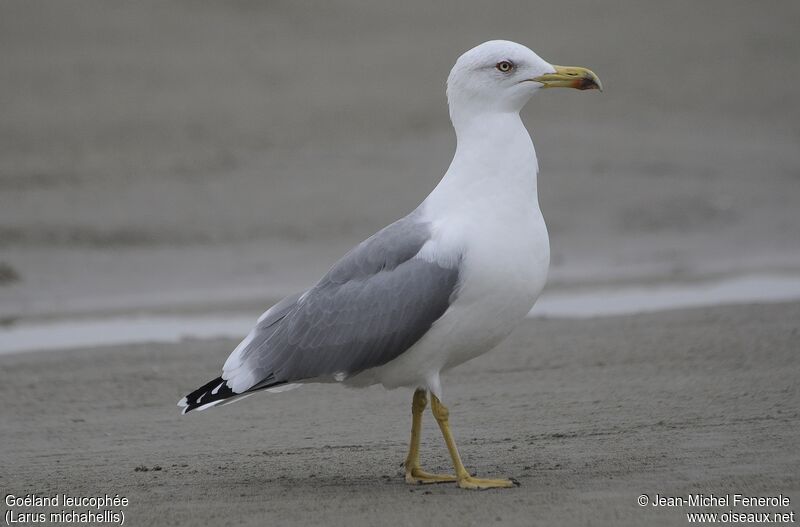 Yellow-legged Gull