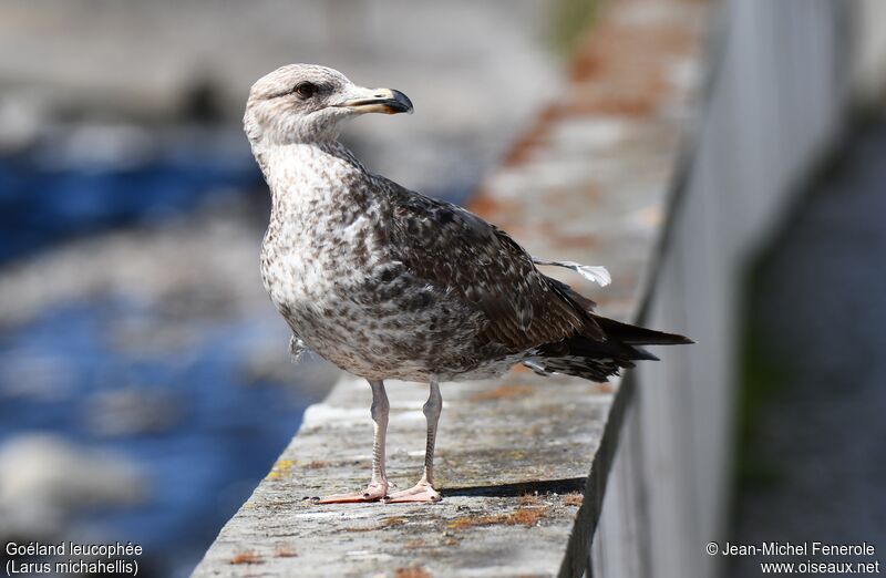 Yellow-legged GullSecond year