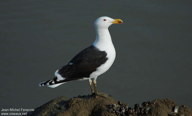 Great Black-backed Gulladult breeding