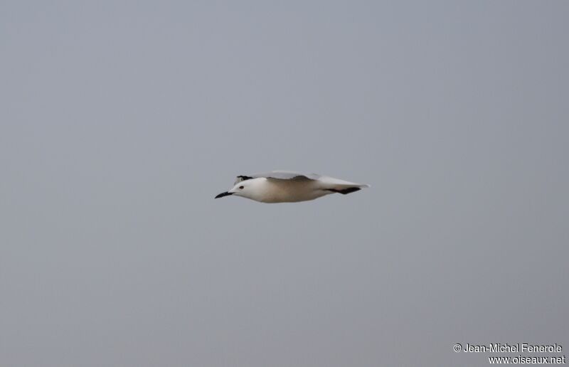 Slender-billed Gull