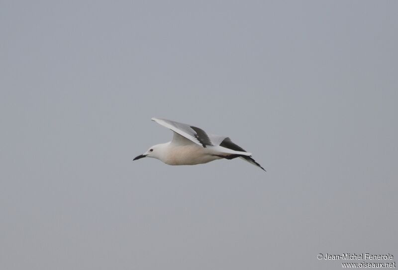 Slender-billed Gull