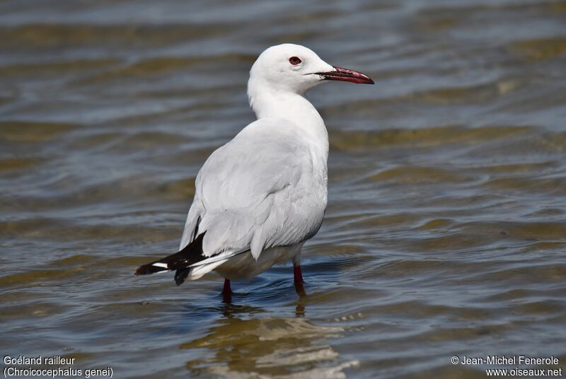 Slender-billed Gull